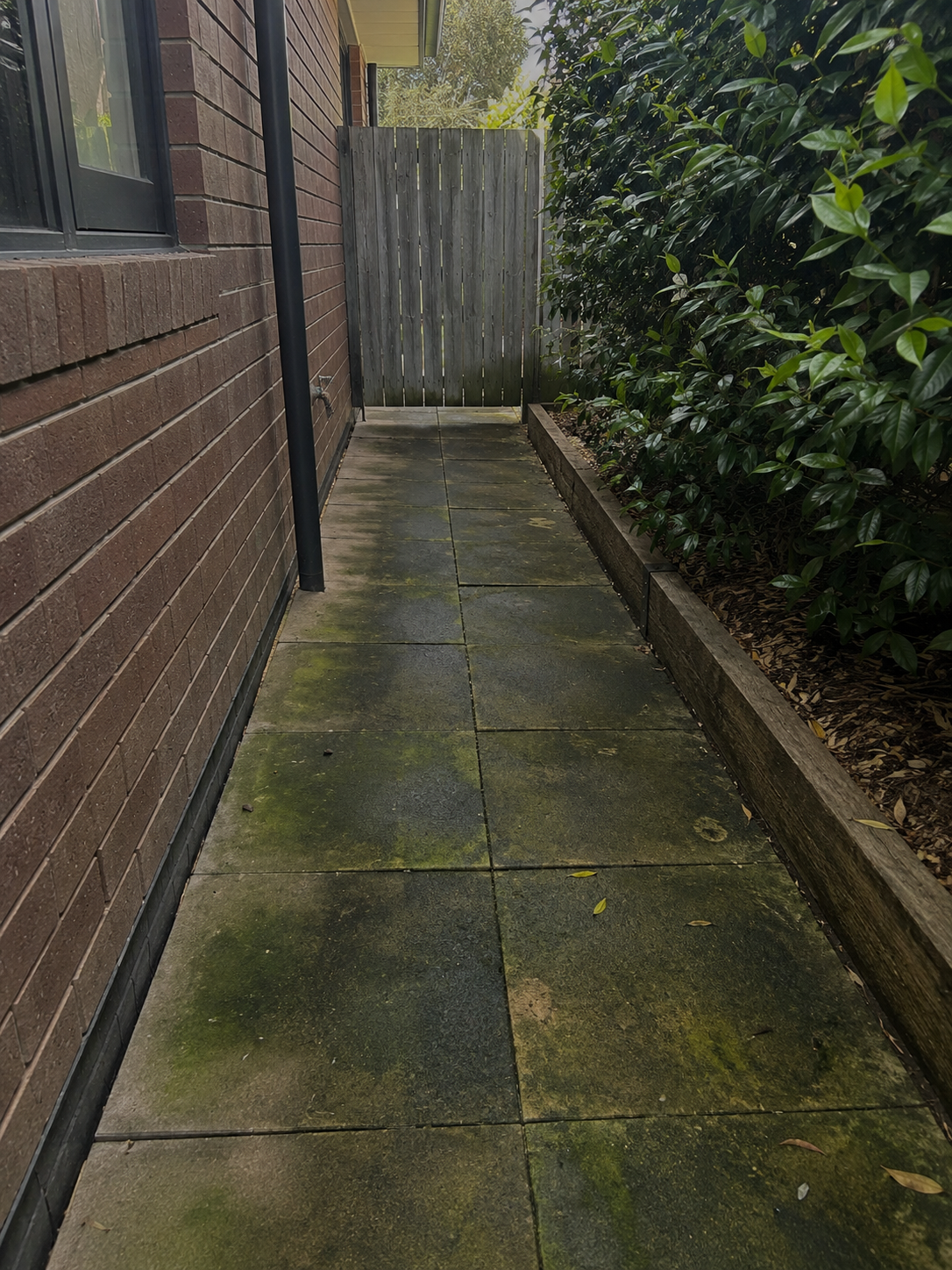 Green or black film on paths and paving